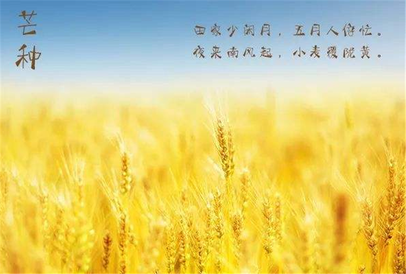 二（èr）十四節（jiē）氣——芒種