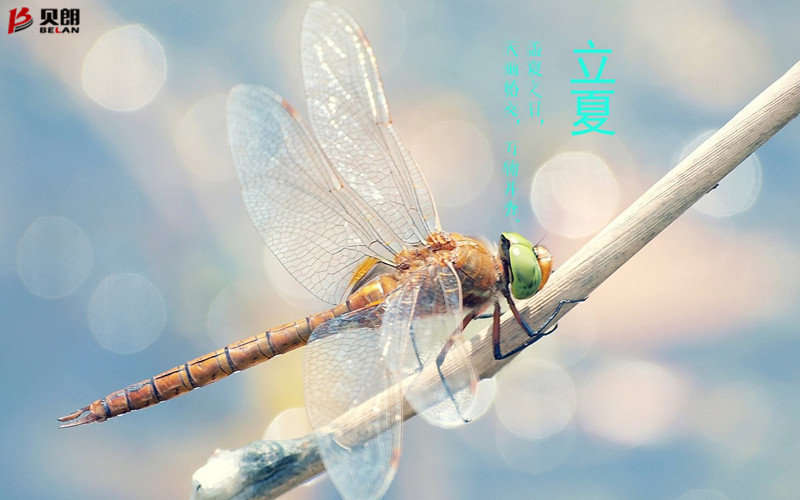 立夏（xià）啦！立夏啦！